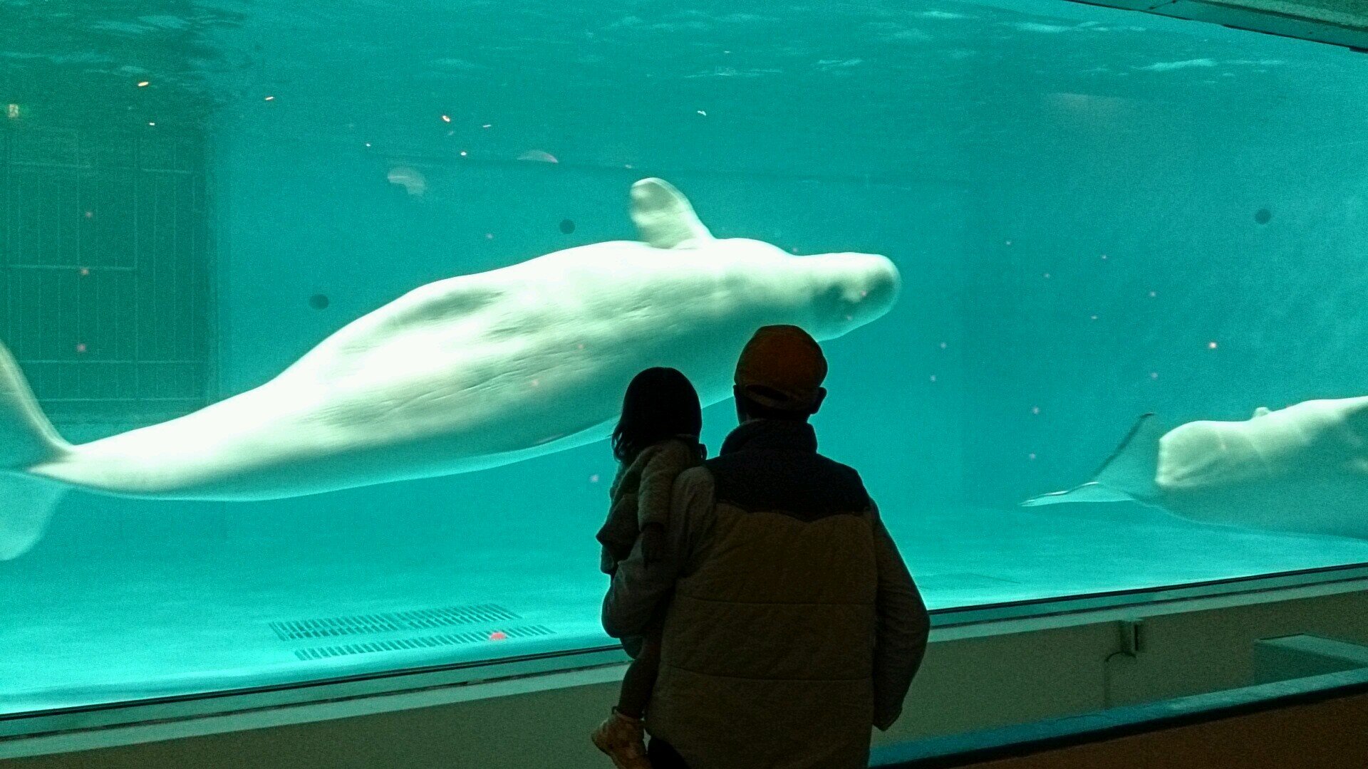 sakanabaka's profile picture. 道産子。札幌、藻岩山、真駒内。今は東京下町
娘三人。魚、虫、爬虫類捕り観察。2021けん玉にハマる。