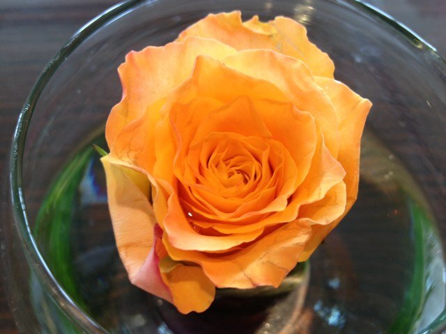 ParadiseEscort1's profile picture. 