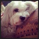 amychen - @Amy_Chen17 - Twitter