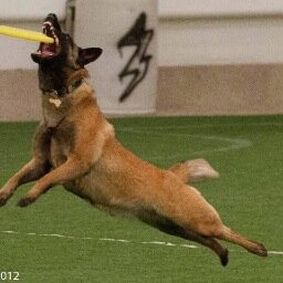 dog training and sport enthusiast, runs a free range farm