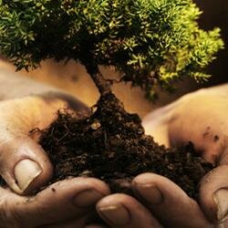 Jeff Hoheisel Professional Tree Care
