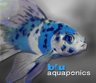 Blu Aquaponics provides systems, accessories, and information to those interested in learning and understanding innovative garden technology #aquaponics