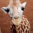 Tôm Lăn Bột - @tomlannbot - Twitter