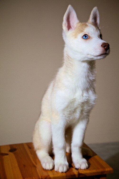 puppythings's profile picture. 