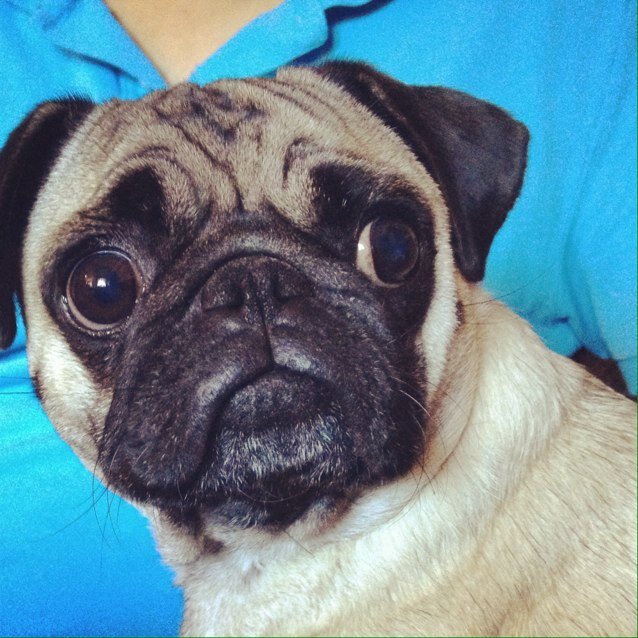 herro i m olive da pug! i wuv naps, tweats, pooping, my squeeky toyz, my wittle cat brovur & snuggling wif my hoomans
