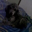 CeroSentidoComun (@0sentidocomun) Twitter