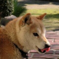 Always go with the flow... and here I am. なんとなく流れ着いてとりあえず今はここにいます。 土建屋。
4668555-5500004-02138-94133
