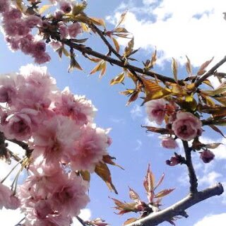 LillyerinnaDay's profile picture. Tennis, athletics, art, astronomy, fitness, family and other history, animal rights, off grid life, nature.