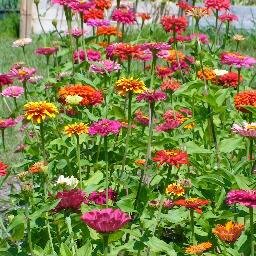 Specialty Cut Flower Growers for local markets and special occasions. Contact us at janiesflowerfarm46@gmail.com