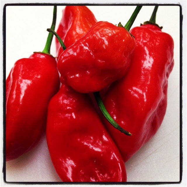 Chefelia8's profile picture. 