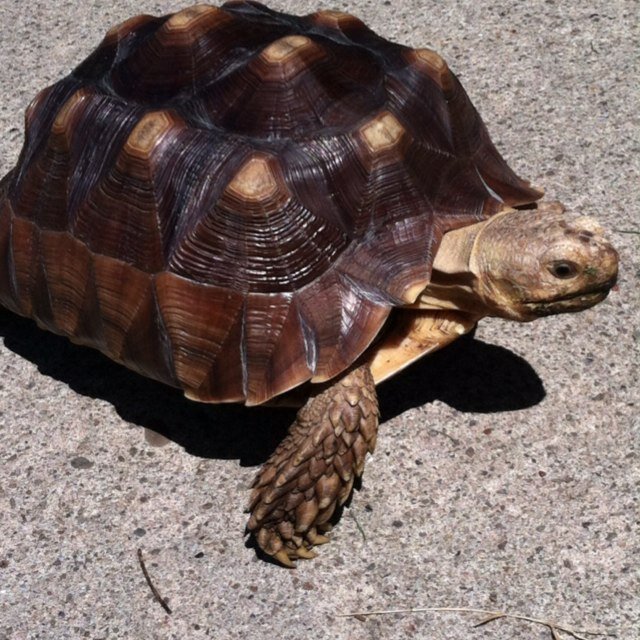 Hi my name is Crush. I'm an African Spur Thigh Tortoise with big dreams. If you have any questions, hurry up & ask. I only have another 145 years to answer them