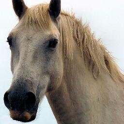 J'ADORE LES CHEVAUX  CEST MA PASSION ;)))))je mappelle lea mais vous pouvez m'appeler Caramel ou coco