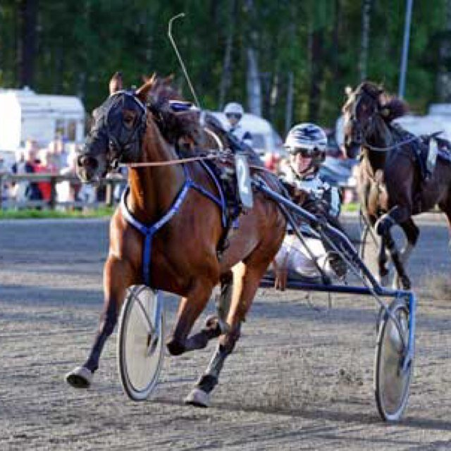Stall Rolf Johansson