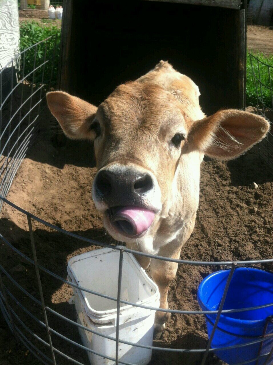 livin the dream #farmlife
