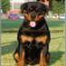 Atlantahaus Rott... (@adrkrottweilers) Twitter profile photo