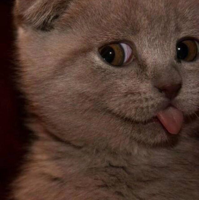 Meow................