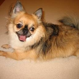 tokyo_papa's profile picture. 日雇い労働者です。写真好き。犬好き。将棋好き。