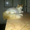 Sonia Isabel Vargas  - @SoniaSimon_9032 - Twitter