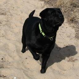 modlife01's profile picture. 