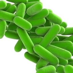 Updates for John Kelly's Microbial Ecology Lab at Loyola University Chicago