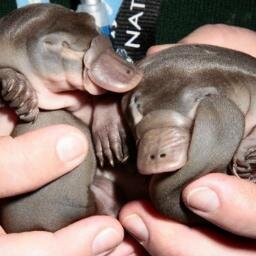 cam_four_com's profile picture.