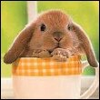 gegifyquhuby Profile Picture