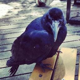 ptiringo's profile picture. 