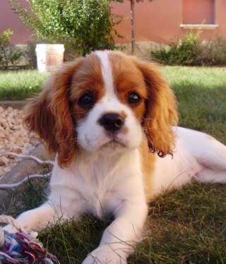 I'm a Cavalier King Charles Spaniel dog. I'm 1 year old. My favourite food is cheese. I really like playing with ball. ♥I Follow back♥