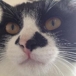 ネコ好きです。