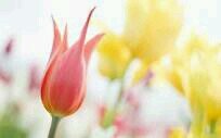 للحجز والاستفسار  PIN:27FBBBD6
