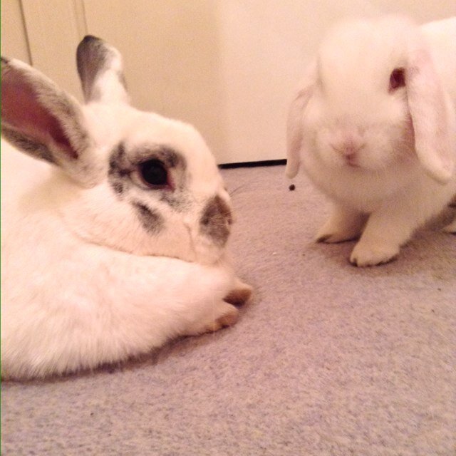 We are two gorgeous, very loves bunnies RIP Jersey you will always be in our heart x