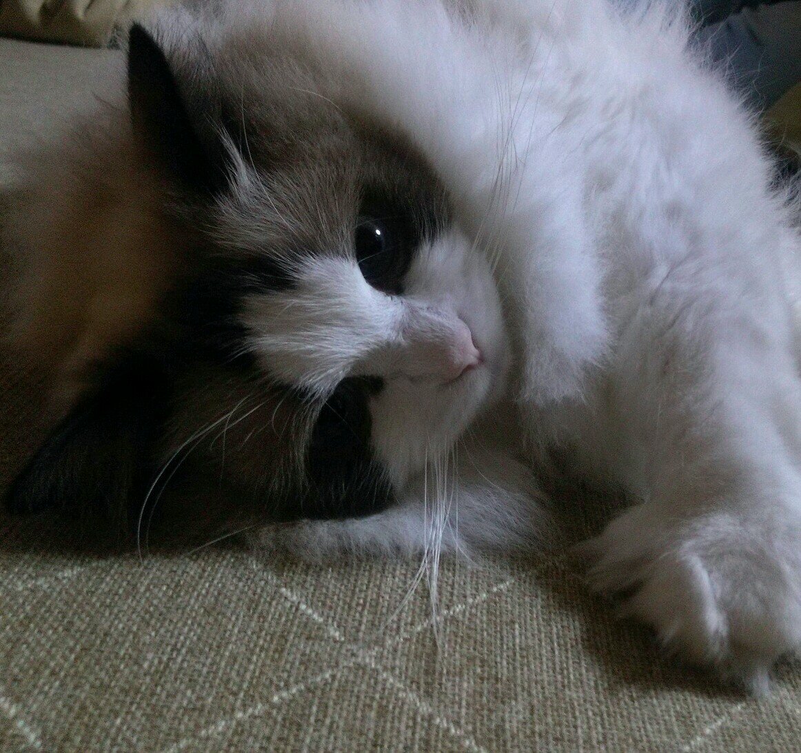 ts2miki's profile picture. 