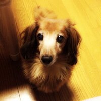 Ririko Chopin (@pappy_sara) 's Twitter Profile