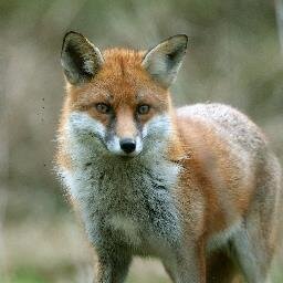 who_givesahoot's profile picture. Passionate about all animals and wildlife and will do anything that I can to help and protect them from people who have no compassion.