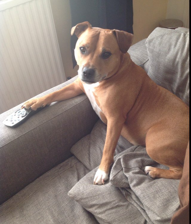 RooRHitter's profile picture. Glass by RooR, Toro, Sovereignty, Mobius & PaKoH. Vapes by Storz & Bickel (Plenty, Volcano & Mighty) Silver Surfer & Vapor Bros. Get lifted!