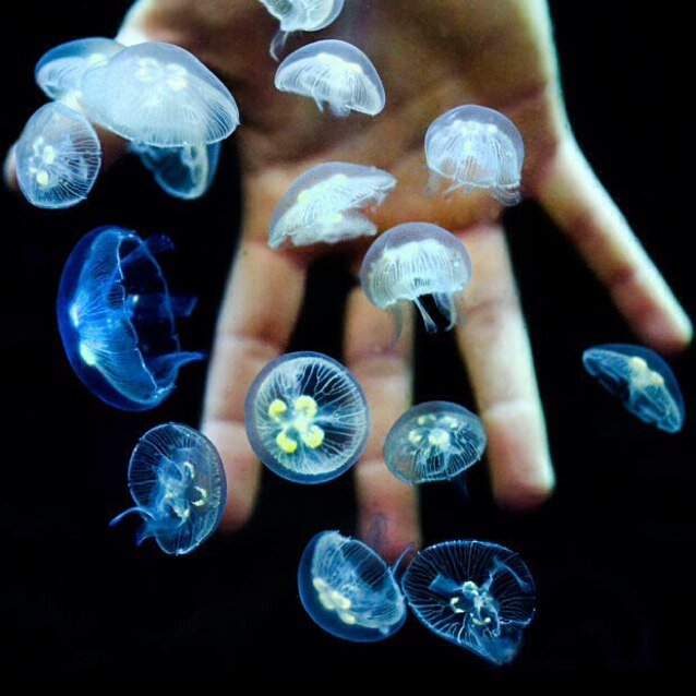 a ghost & lover of the moon and music and bones and e.e. cummings and jellyfish and kurt cobain and trees and words and the color black and his hands that's all