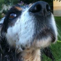Ibz D (@ibzd23) 's Twitter Profile