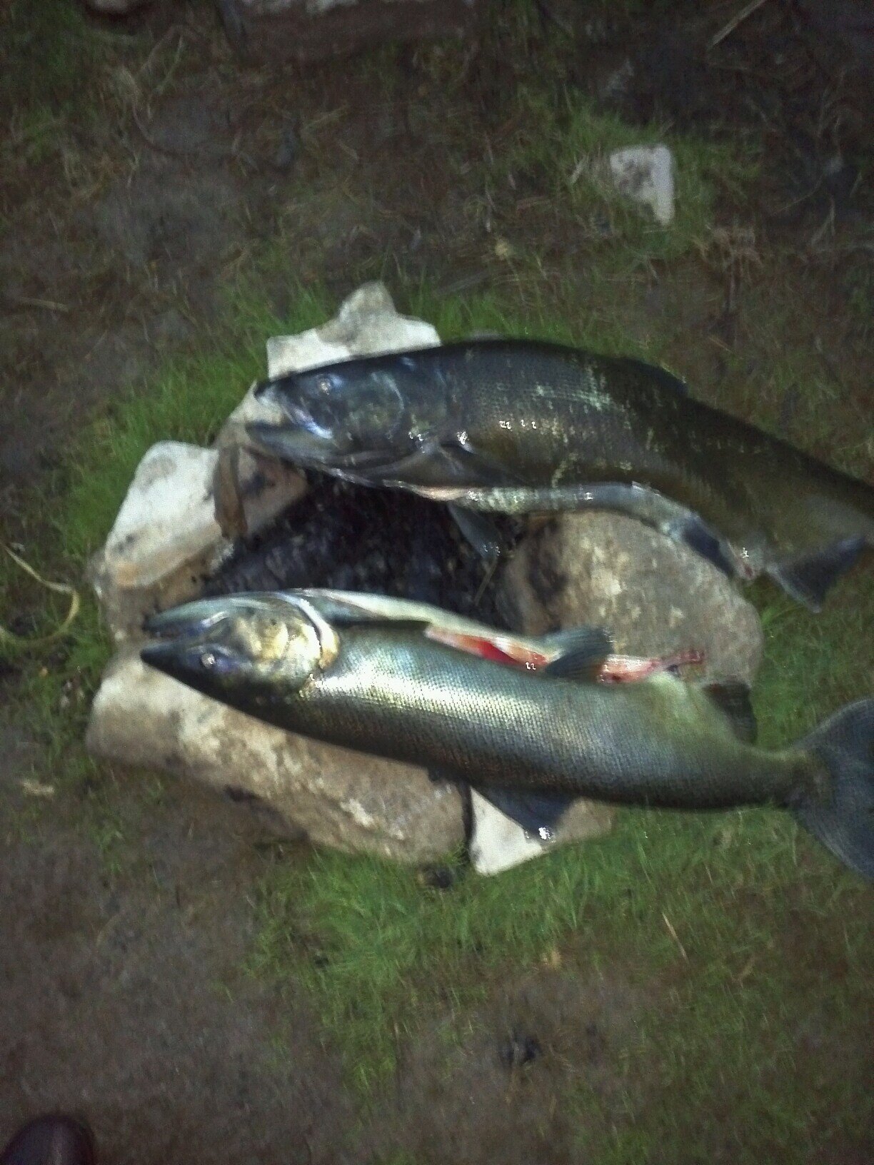 Habyfisherman's profile picture. love