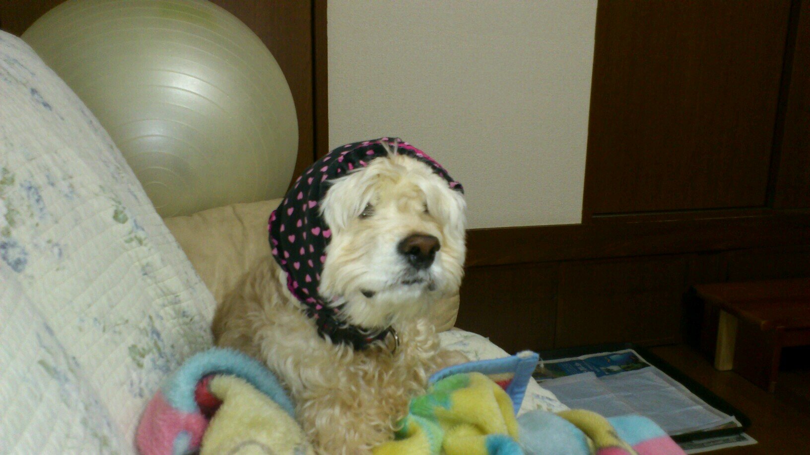 marudehaijin's profile picture. UNISON SQUARE GARDEN大好き！！田淵に惚れます。邦楽ロック最高！！！！