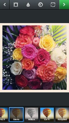 alshmayel1's profile picture. 