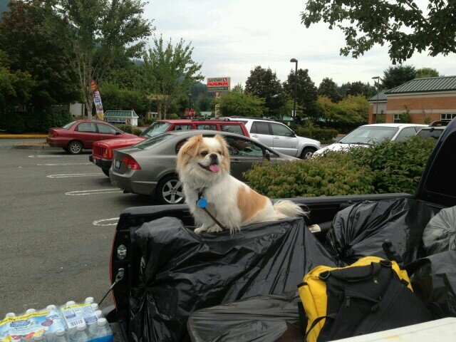 I'm a fun loving 15yrs young pekingese!