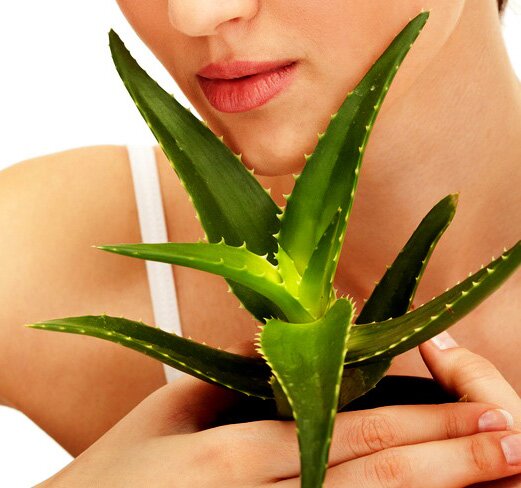 L'Aloe Vera è una pianta antica dalle grandi proprietà terapeutiche: depurativa, cicatrizzante e per la cura delle infiammazioni.