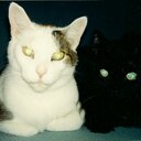 Alice Raymond - @Nina57Alice - Twitter