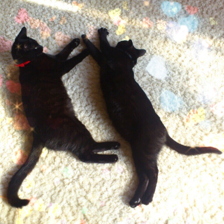 *,｡☆ ♡素敵な方々に感謝しています  *☆♡ありがとうございます☆♡♡