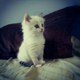 PIN:74CCB96E
