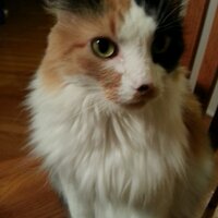 Nanet Sula (@ncsula) 's Twitter Profile