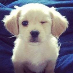 I love 1D,BTR,Bridgit Mendler and Taylor Swift