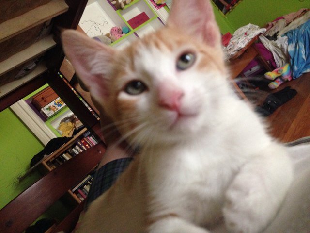 ThotsExpliot's profile picture. Happy tree friends #hacked