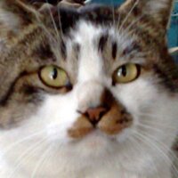 まえだゆうじ／クビツァ／肉食ウサギ (@monteblue_net) Twitter profile photo