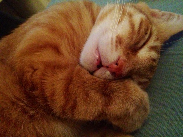 dancer / pilates instructor / catlover /
